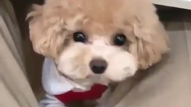 This cute dog is such a baby very cute and funny🥰🥰😍😍