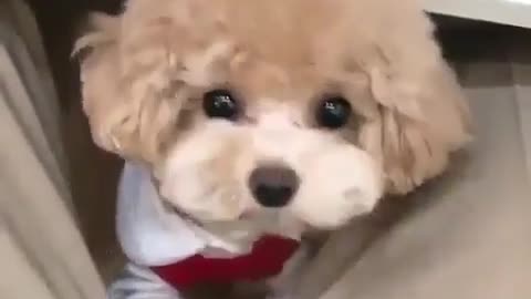 This cute dog is such a baby very cute and funny🥰🥰😍😍