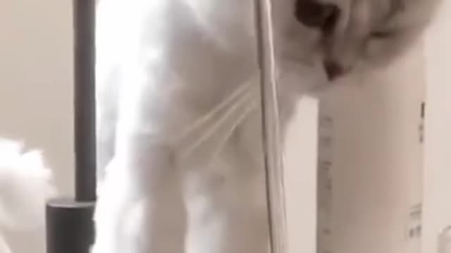 🐱cute_animals_#short_#shorts_#cute_animals(720p)