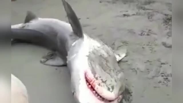 saving a shark