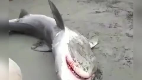 saving a shark