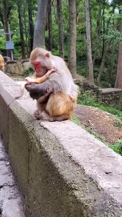 Cute and Cuddly Baby Monkey