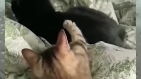 Cat funny video