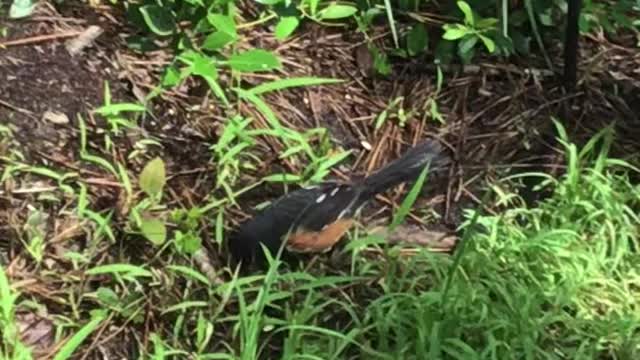 Another Eastern Towhee