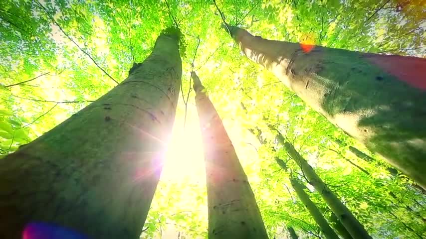 Relaxing Music for Stress Relief