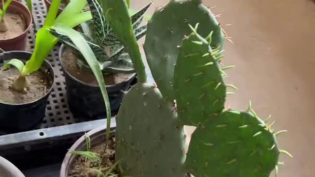 cactus in pot