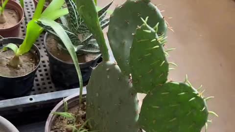 cactus in pot