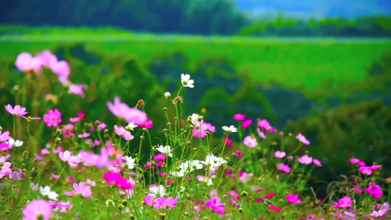 most beautiful flowers in the world