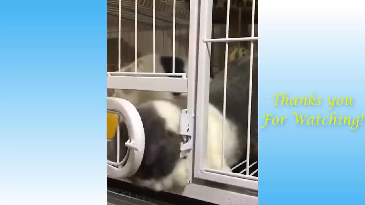 Top Funny Cat Videos Of The Week! TRY NOT TO LAUGH #20