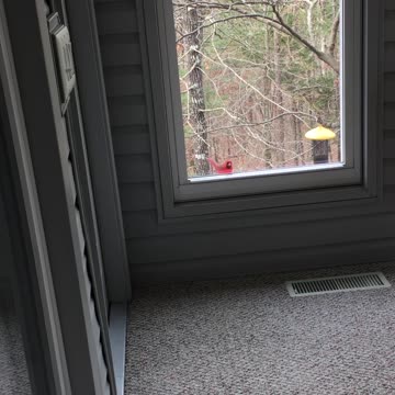Male cardinal tapping on Window