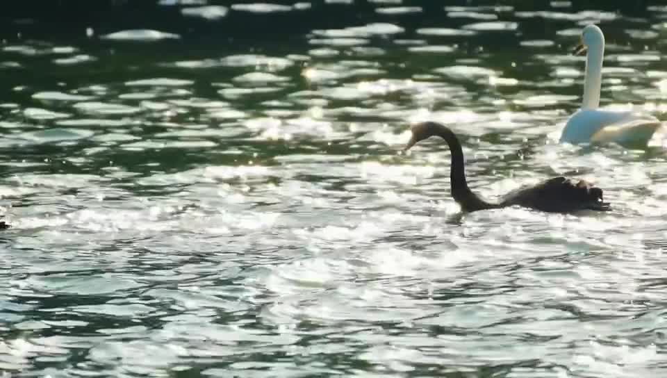 How comfortable is the life of a swan