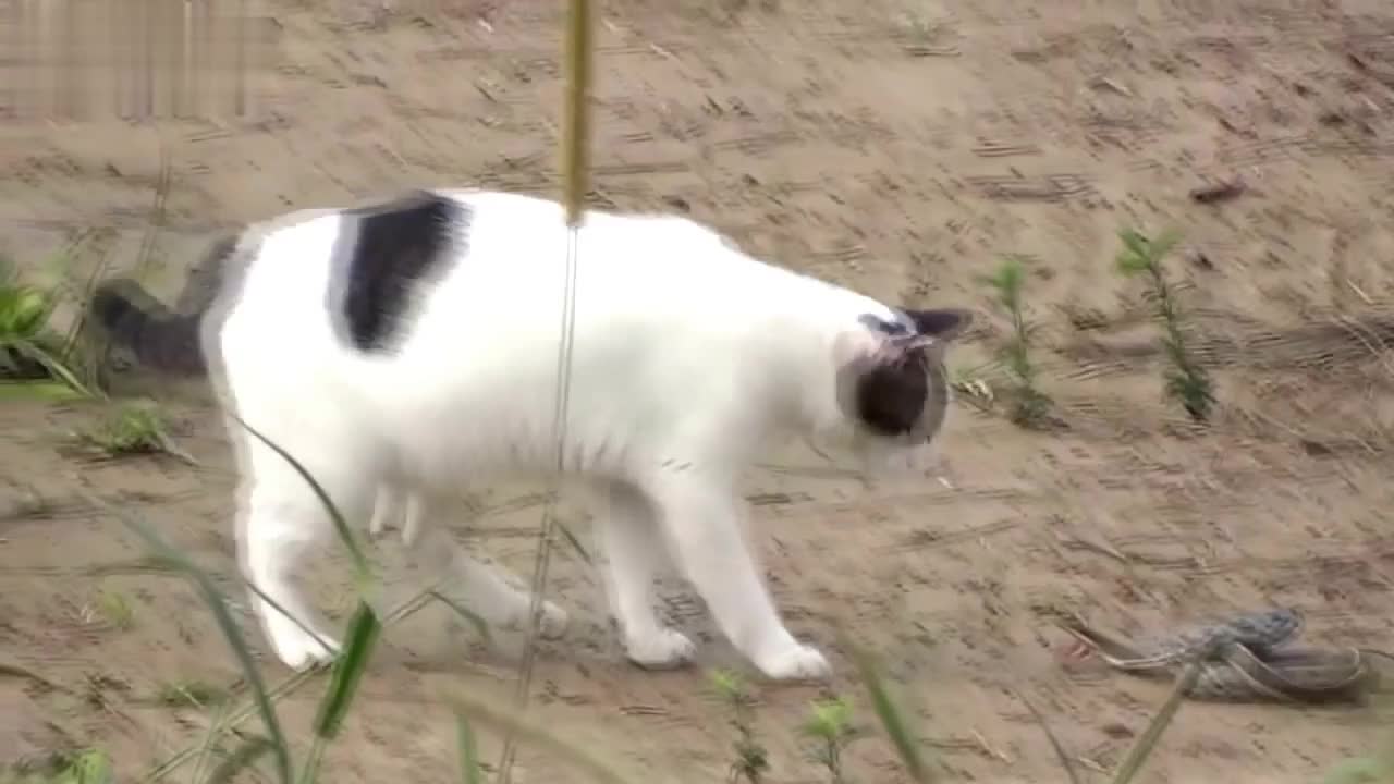 the cat caught the snake