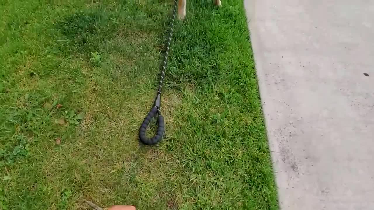 Drop The Leash Challenge on My Labrador Dog | Never Expected This From Him