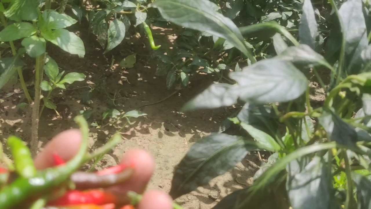 Organic Green chilli हरी मिर्च