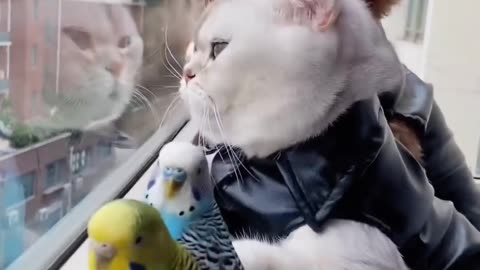 Cats are funny 😂