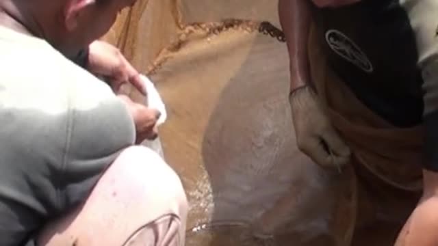 arowana fish give birth in the mouth