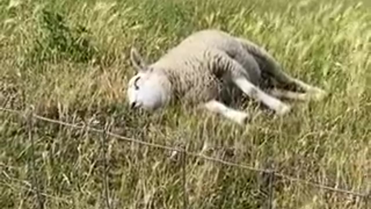 funny animal