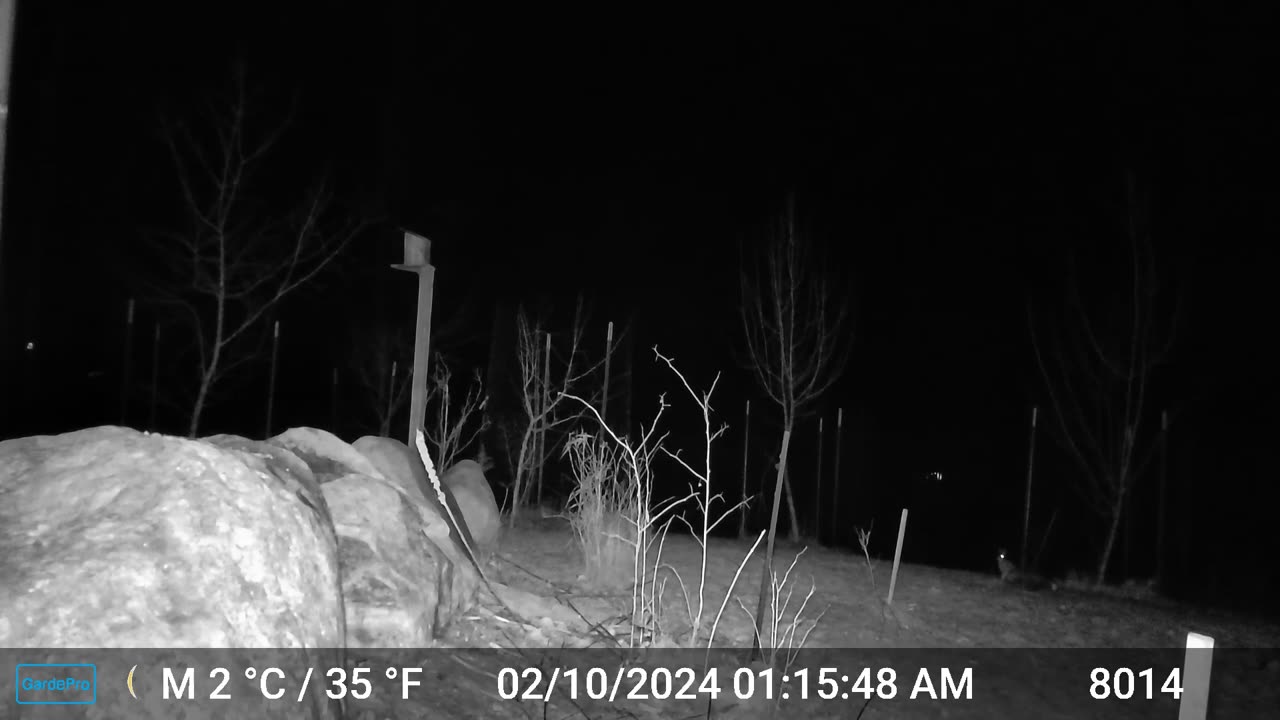 Rabbit?