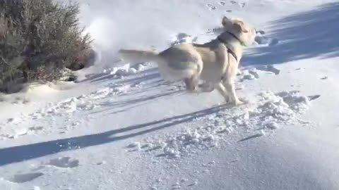 Try Not To Laugh | Trying to catch a snowball.