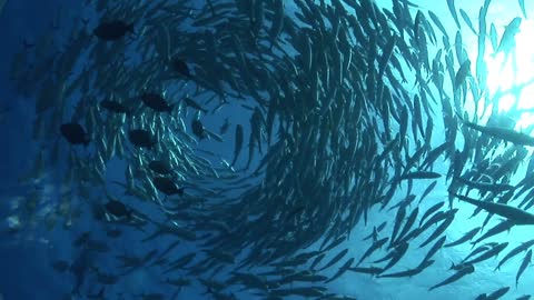 Dense schools of fish