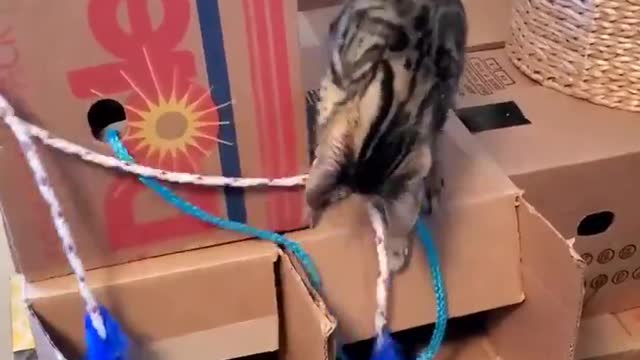 why cats like play with ropes