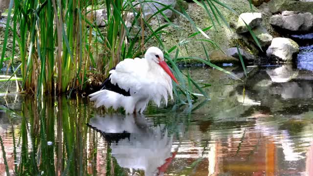 # ANY GUESSES WHICH BIRD#