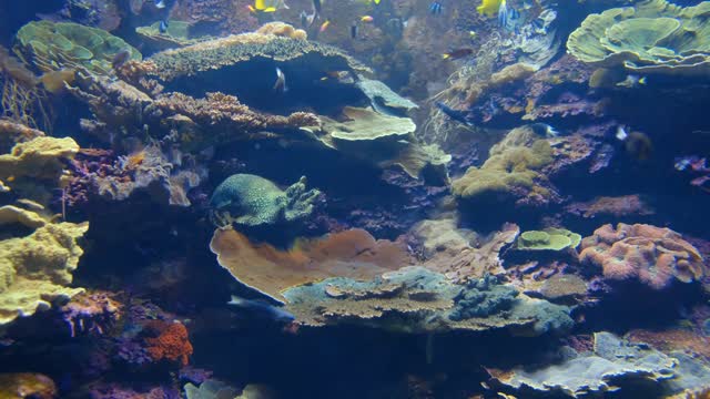 Amazing Underwater Marine Lifee