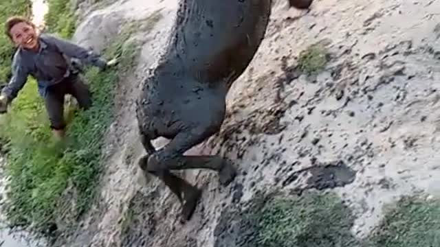 Saving Donkey From Drowning #save animal, #Donkey