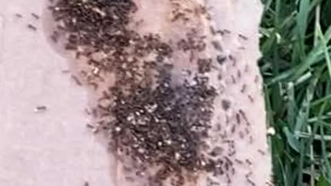 Ants Swarmed a Pizza Box Scrap