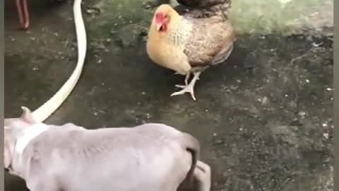 [INTENSE FIGHT] Chicken Fight With bulldog