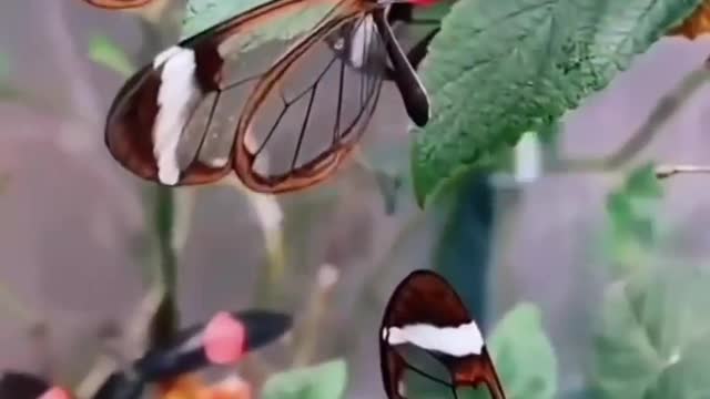 Transparent butterfly