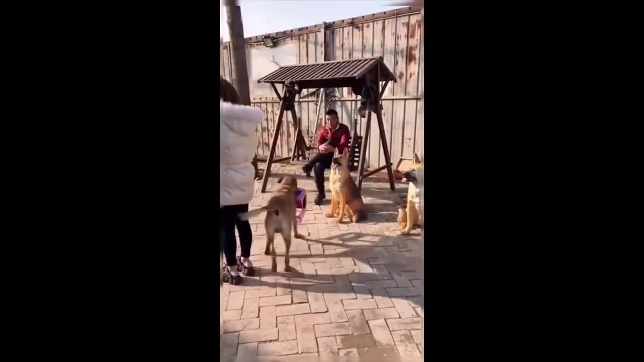 Be enchanted with these dogs.