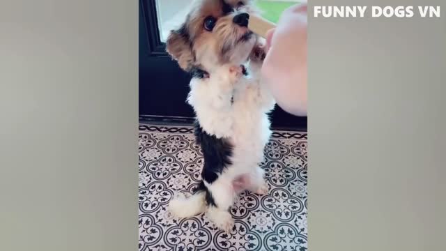 Funniest animal's video
