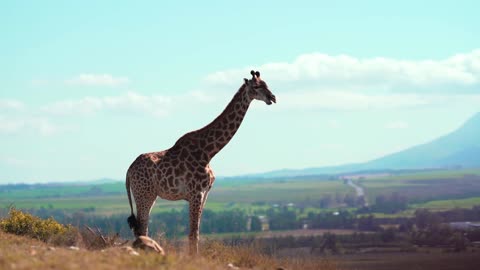 newly born giraffe vidéos