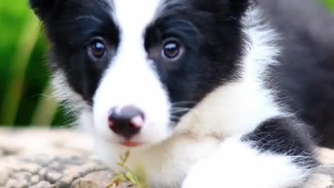 The puppy's name is Xiaohu, which means as majestic as a tiger.