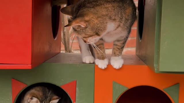a-cat-between-boxes