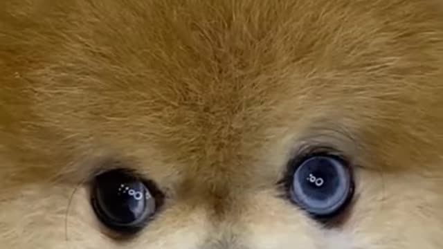 Cute Dogs - Funny Dogs - Cute Puppy