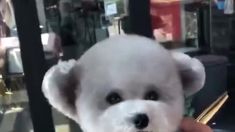 Cut the dog's fur so cute