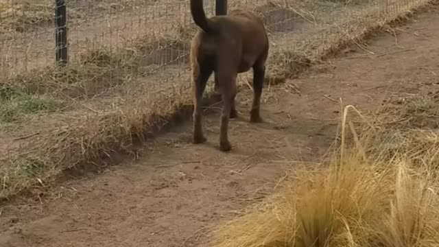 lions love for lucky dog