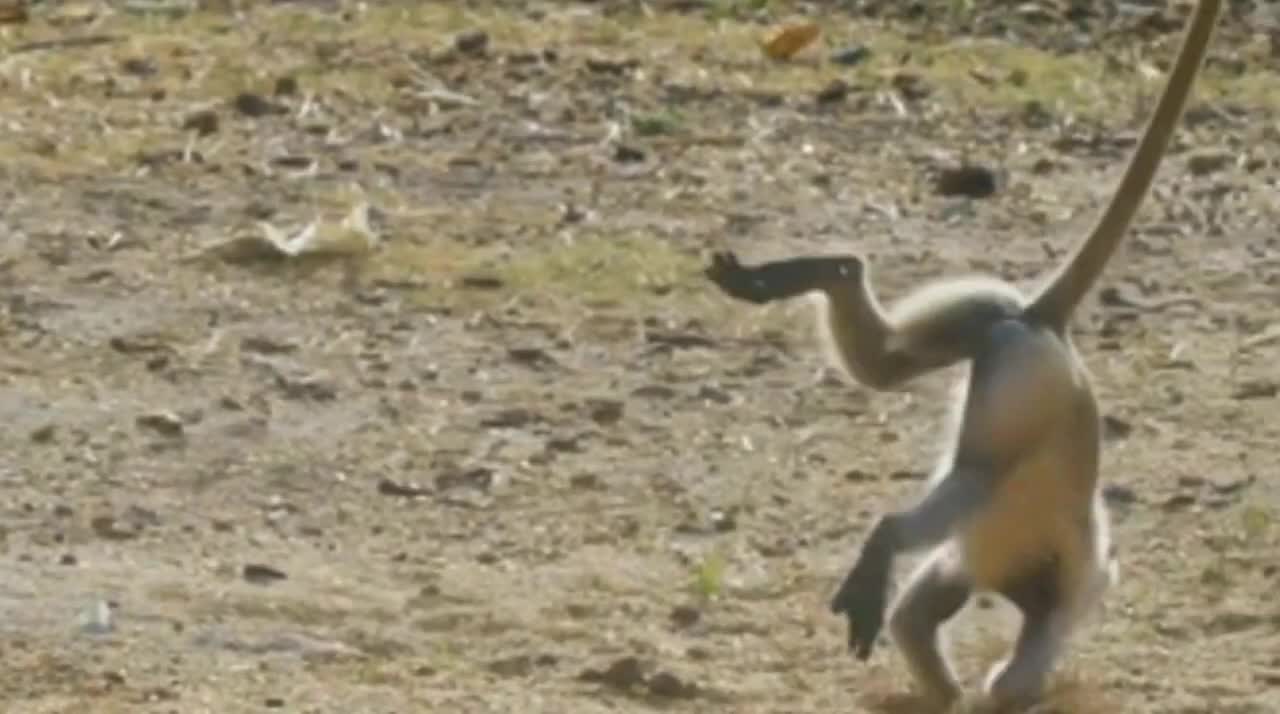 Funniest Monkey funny videos