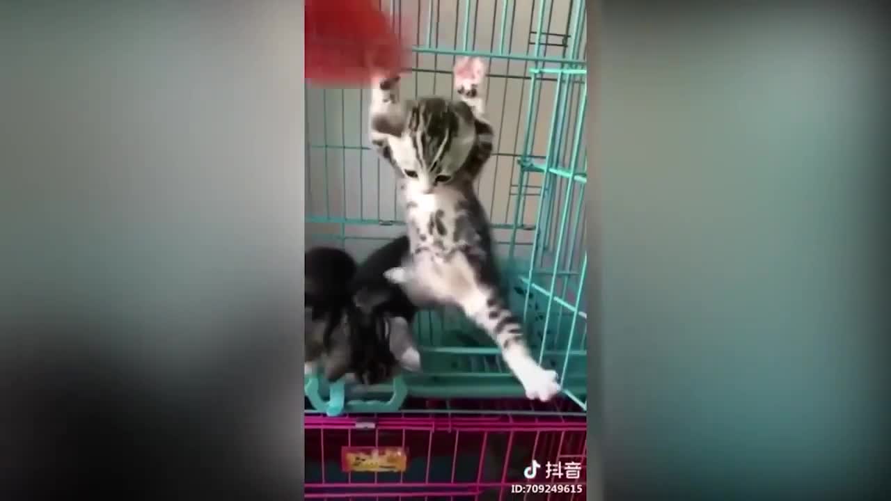 Funn Cats from TIK TOK ❤️ Cute