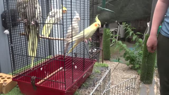 De zwerm Valkparkieten wordt gelost in mijn dierentuin, eerst wat spanning, komt goed.