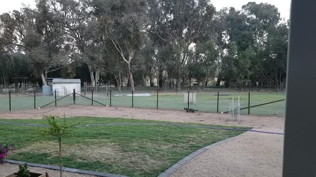 Our Cat stalking a large Rabbit.