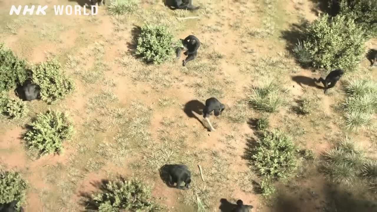 Banding Together to Survive - OUT OF THE CRADLE [人類誕生CG] / NHK Documentary NHK WORLD-JAPAN