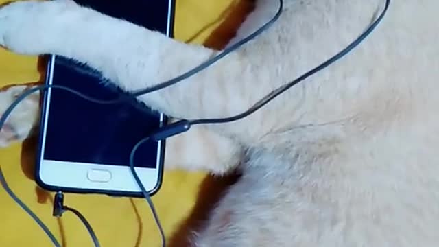 Cat listening song