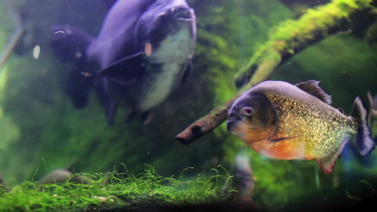 fish and moss in a tank