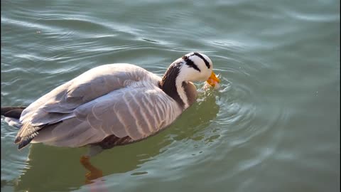 animal canard