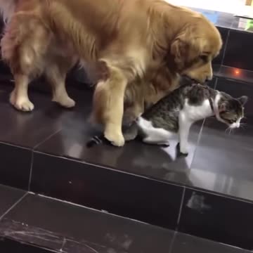 Dog Pull Out the Cat to Prevent a Fight