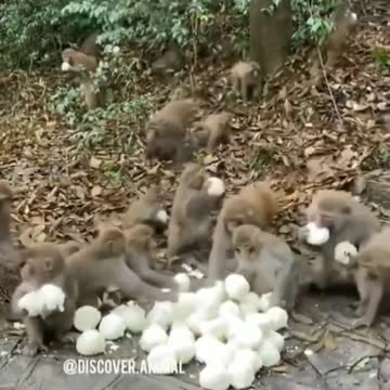 Eating monkey and duck funny video