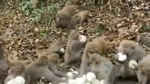 Eating monkey and duck funny video